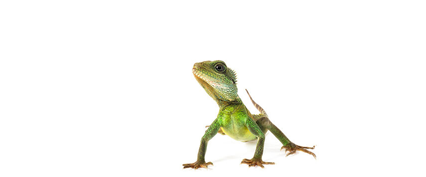 How to Care for Water and Frilled Dragons